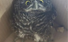 漢臺(tái)警民攜手救助一只斑頭鵂鹠縮略圖