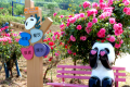 銀廠溝村：月季花、百合花盛放迎客縮略圖