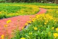 佛坪沙窩村花海正值觀賞期！縮略圖
