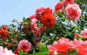 今天4時51分，我們迎來夏天的第四個節(jié)氣——夏至縮略圖