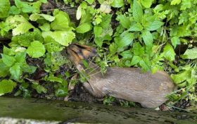 小麂因傷受困，漢中警民及時(shí)救助縮略圖