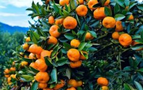 桔子熟了，城固向您發(fā)出甜蜜邀約縮略圖