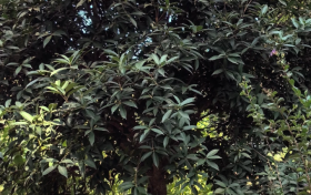 今年漢中的桂花咋還沒開？答案來了→縮略圖