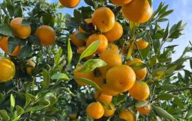 來(lái)漢中，赴一場(chǎng)橙黃橘綠的秋收之旅！縮略圖