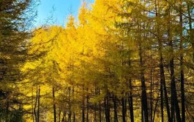 入眼成畫(huà)！佛坪絕美秋景等你來(lái)邂逅！縮略圖