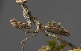 陜西漢中發(fā)現(xiàn)新物種！縮略圖