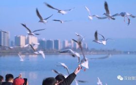 冬天飛漢中，來一場“鷗”遇~縮略圖