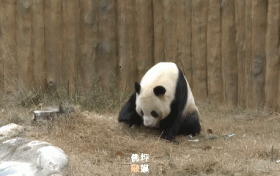 探尋佛坪大熊貓的“寒假生活”！過冬準(zhǔn)備已就緒~縮略圖