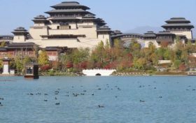 最會游泳的“雞”——白骨頂，又來興漢勝境過冬啦！縮略圖