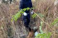 “汪汪隊(duì)”立大功！西鄉(xiāng)縣公安局利用警犬“博虎”成功破獲一起入室盜竊案件縮略圖