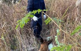 “汪汪隊(duì)”立大功！西鄉(xiāng)縣公安局利用警犬“博虎”成功破獲一起入室盜竊案件縮略圖