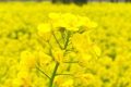 漢中油菜花節(jié)交響音樂會3月中旬啟動！地點(diǎn)→縮略圖