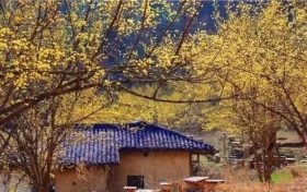 佛坪萬(wàn)畝茱萸花即將綻放，喚醒你的春日綺夢(mèng)！縮略圖