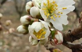 2025 春信已至！西鄉(xiāng)櫻桃花，含苞待放盼君來(lái)縮略圖