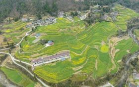 油菜、小麥、茶葉、花期果園低溫凍害風險預警縮略圖