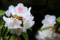 全民免門票2天，黎坪已備好山水盛宴，待君赴約！縮略圖