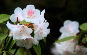 全民免門(mén)票2天，黎坪已備好山水盛宴，待君赴約！縮略圖