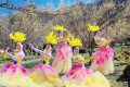 3月22日，王家灣村，茱萸花海踏春游活動來啦！縮略圖