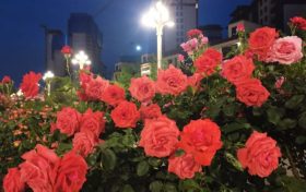 免費欣賞！漢中這條路美成了莫奈花園！轉角遇見一城芳華縮略圖
