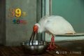 生于洋縣，全球最長(zhǎng)壽朱鹮39歲了！縮略圖