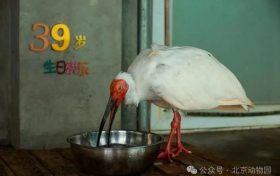 生于洋縣，全球最長壽朱鹮39歲了！縮略圖