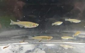 對水質(zhì)”挑食”！漢中首次發(fā)現(xiàn)該珍稀物種→縮略圖
