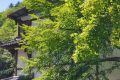 簡(jiǎn)約消費(fèi) 拒絕天價(jià)粽子縮略圖