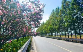 城固公路段：國(guó)道紫薇開(kāi) 匠心繪“畫(huà)”來(lái)縮略圖