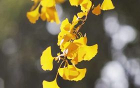 速看！2025年漢中市中小學(xué)寒假時間公布縮略圖