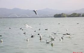 “小精靈”回歸，預(yù)計(jì)今年數(shù)量超歷史新高→縮略圖