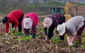 漢臺(tái)新增200畝彩色油菜花種植面積！打造新景觀(guān)→縮略圖