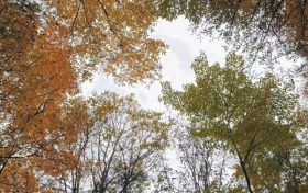 最低-9.7℃！陜西降溫、降雨！漢中→縮略圖