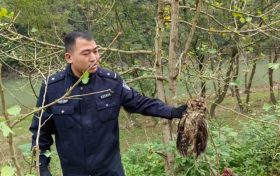 寧強(qiáng)警民攜手成功救助一只國家二級(jí)保護(hù)動(dòng)物雕鸮縮略圖