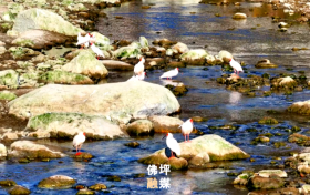 秦嶺深處“護鳥傳奇”，看佛坪如何繪就人鳥和諧新畫卷縮略圖