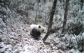 它們很會(huì)裝——大熊貓黑白裝縮略圖
