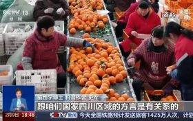 “pápá柑”還是“bābā柑”，都錯？網(wǎng)友熱議……縮略圖