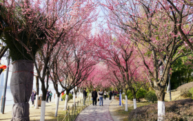 漢臺(tái)新年怎么過？“一城三香”滿新春縮略圖