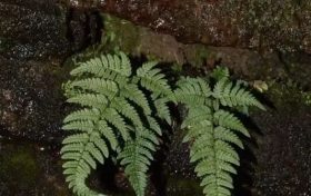 陜西秦巴山區(qū)發(fā)現(xiàn)蕨類新物種——寧強(qiáng)鱗毛蕨縮略圖