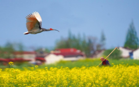 2026最美油菜花海漢中春季文化旅游季天氣預(yù)報來啦縮略圖